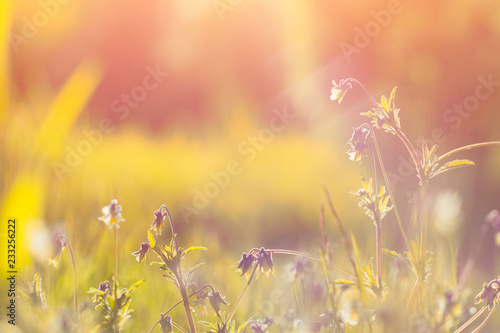 Vintage photo of beautiful purple wild flowers in sunset