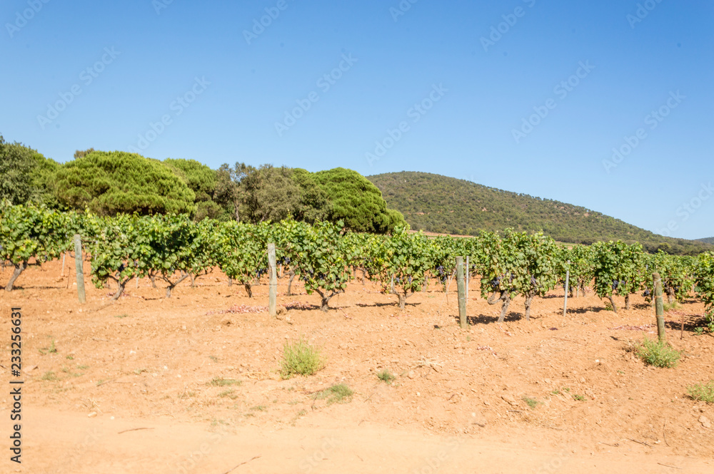 Vineyard of red grapes in Provence in summer