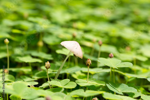 mushroom Mycena galopus among Oxalis acetosella photo