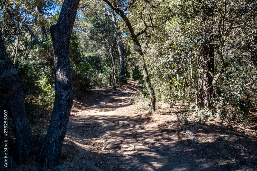 Bicycle trip in a wood on the island of Porquerolles Bicycle trip in a wood on the island of Porquerolles