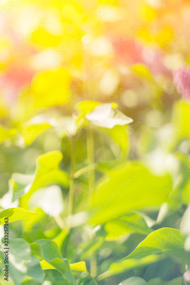 Blurred blossoming spring bright pink lilac flowers on a sunny branch, natural seasonal floral background Blurred blossoming spring bright pink lilac flowers on a sunny branch, natural seasonal floral background