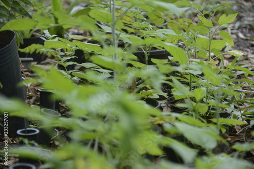  change of blackberries  blackberries   mulberry seedlings