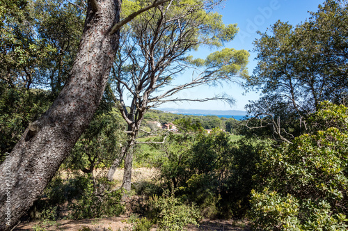 Bicycle trip in a wood on the island of Porquerolles