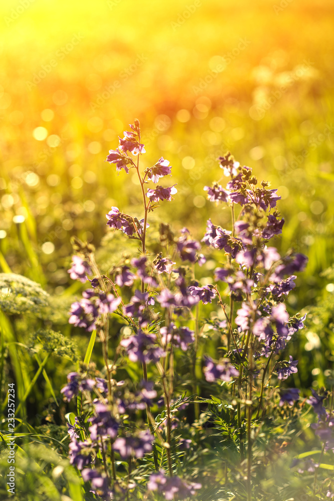Fototapeta premium Vintage photo of beautiful purple wild flowers in sunset