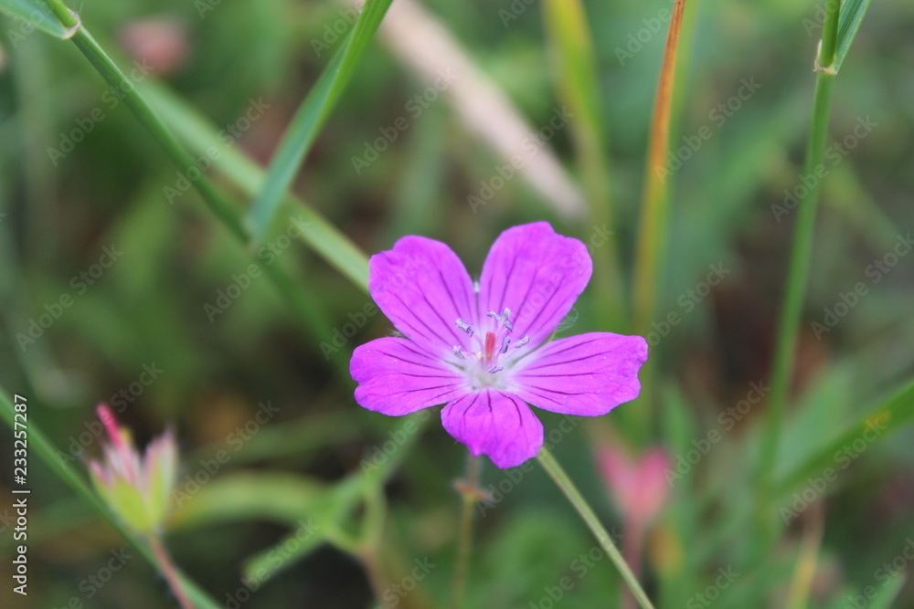 Fototapeta premium purple flower