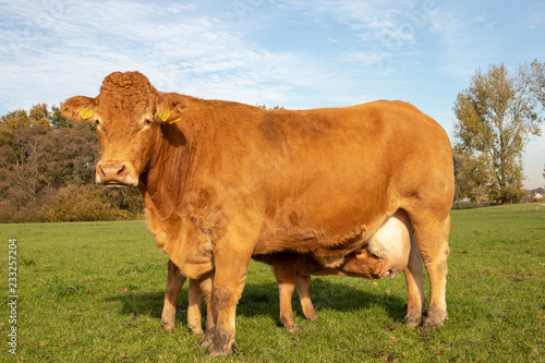 Limousin calf peeks up while drinking, milk of the udders of her standing, suckling mother cow, in a green meadow with a blue sky.