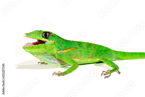 Ritteranolis (Deiroptyx equestris) - Knight anole photo