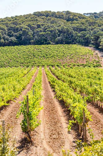 Vineyard of red grapes in a wood on the island of Porquerolles