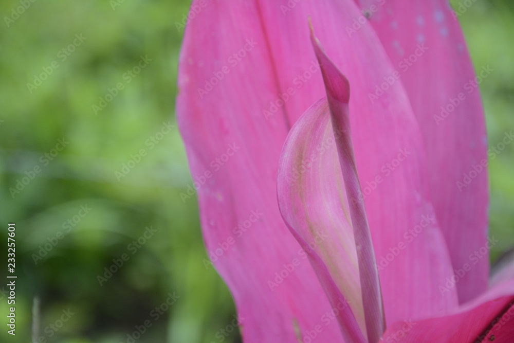  pink flower,  exotic flower