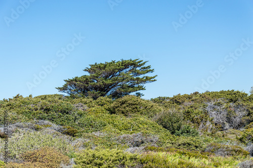 Seacoast in summer of the island of Porquerolles