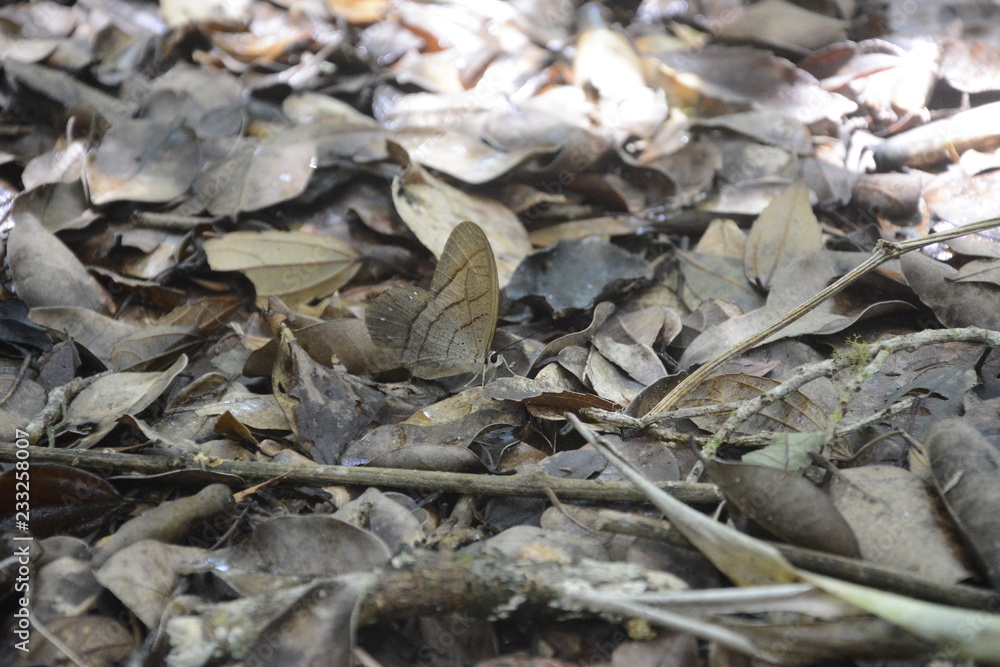 camouflaged butterfly, brown camouflaged butterfly camouflaged butterfly, brown camouflaged butterfly
