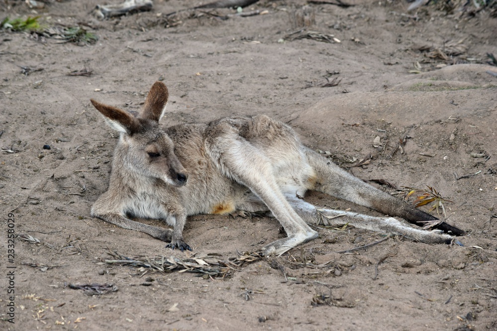 Wild grey kangaroo resting in the park Wild grey kangaroo resting in the park