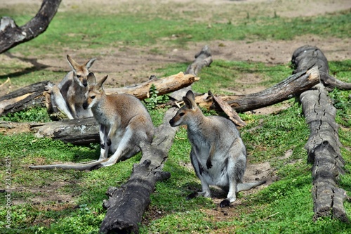 Group of young cute wild gray wallaby kangaroo