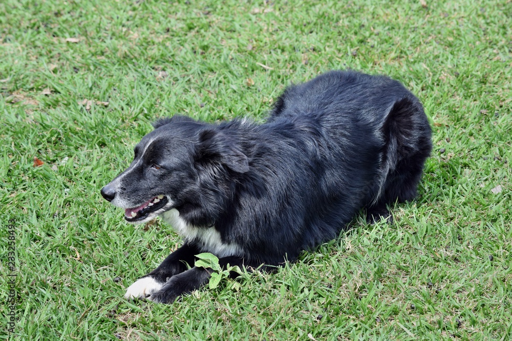 Cattle dog kelpie, border collie Cattle dog kelpie, border collie