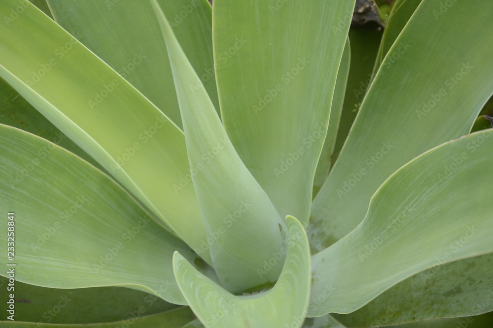 green plant, green plant,