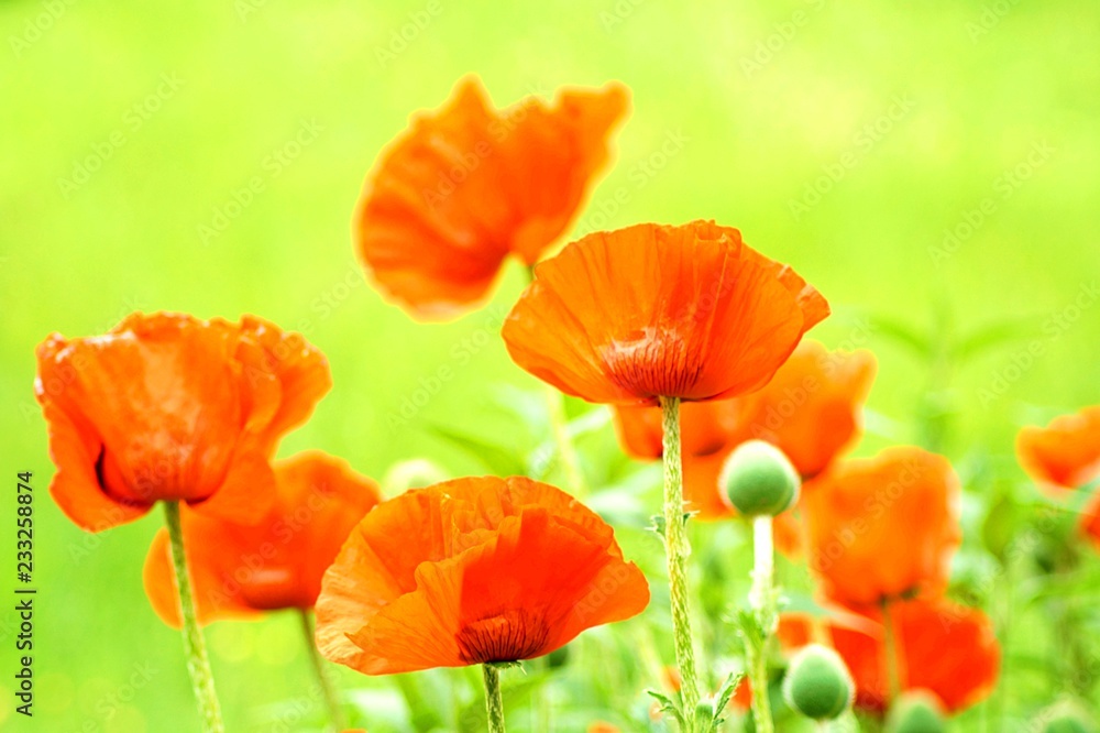 Naklejka premium field of red poppies