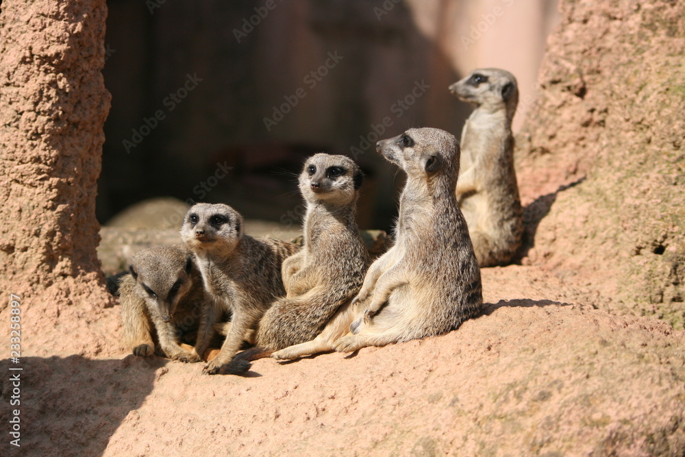 Erdmännchen Zoo Säugetier Erdmännchen Zoo Säugetier