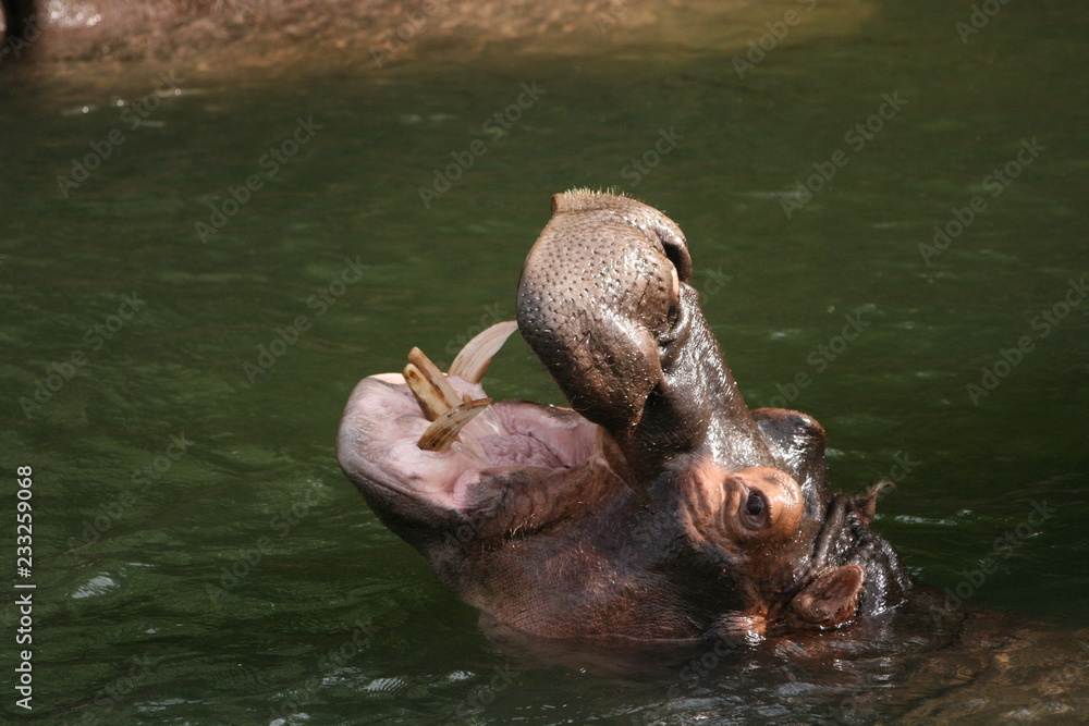Fototapeta premium Nilpferd Flusspferd Zoo