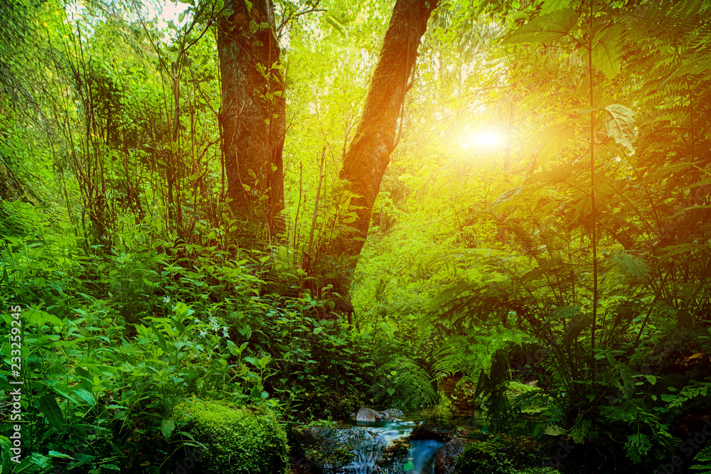 Naklejka premium Wonderful rainforest creek and stones at sunset.