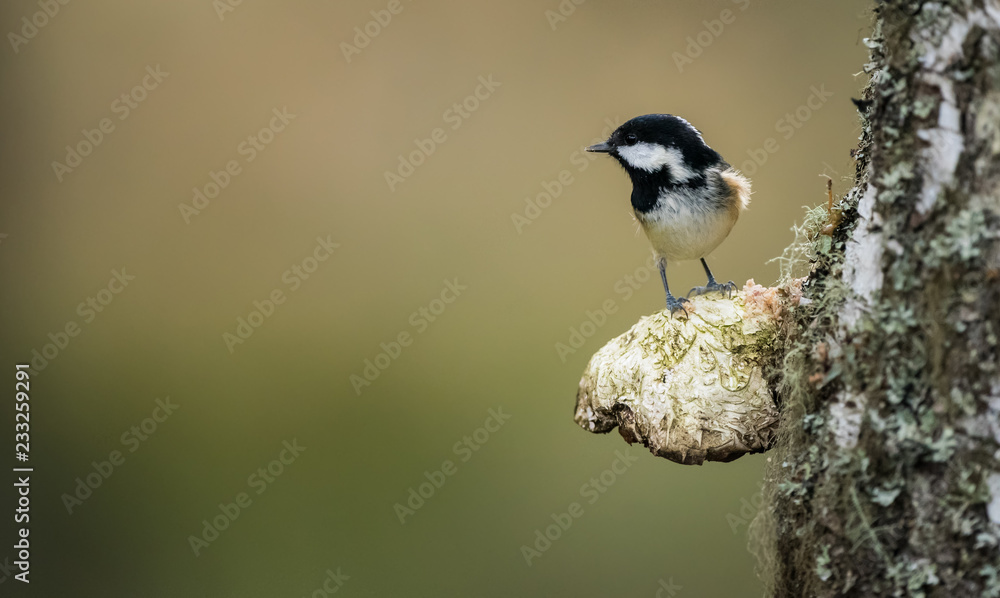 Fototapeta premium Coal tit