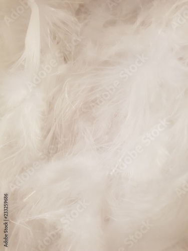 White feather background texture