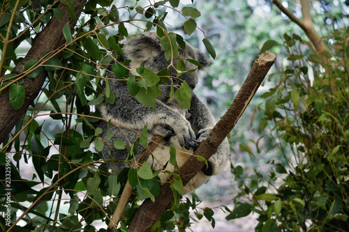Fototapeta Naklejka Na Ścianę i Meble -  Cute koala sleep on a tree branch eucalyptus