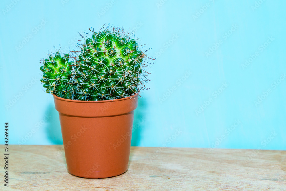 cactus in a brown pot on a blue background cactus in a brown pot on a blue background