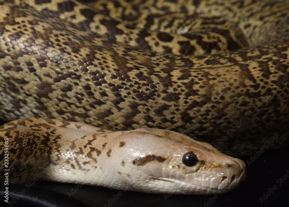 Fototapeta premium Granite Bermese Python snake