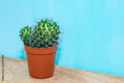 cactus in a brown pot on a blue background