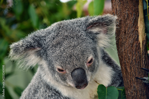 Cute koala looking on a tree branch eucalyptus