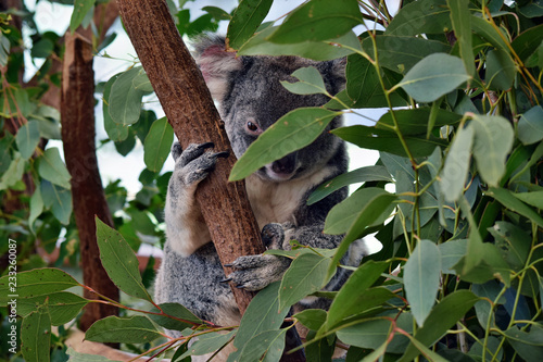 Fototapeta Naklejka Na Ścianę i Meble -  Cute koala looking on a tree branch eucalyptus