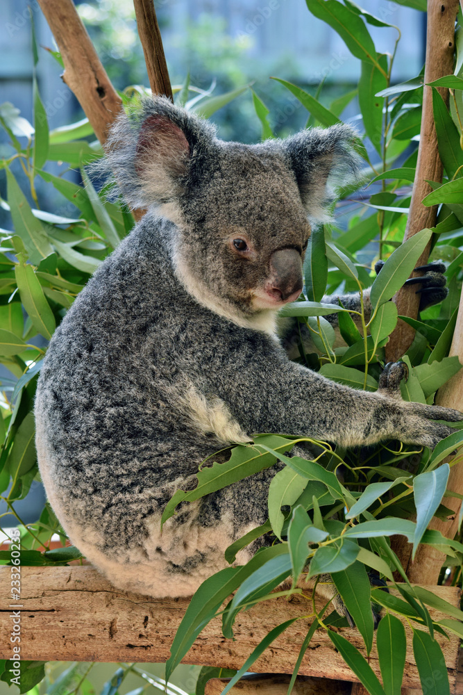 Obraz premium Śliczna koala siedzi i je eukaliptusa na gałęzi drzewa