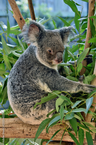 Fototapeta Naklejka Na Ścianę i Meble -  Cute koala sitting and eating eucalyptus on a tree branch