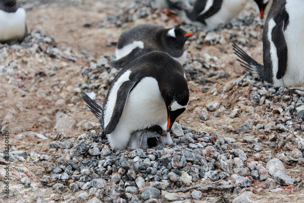 Fototapeta premium Gentoo penguin with chicks in nest