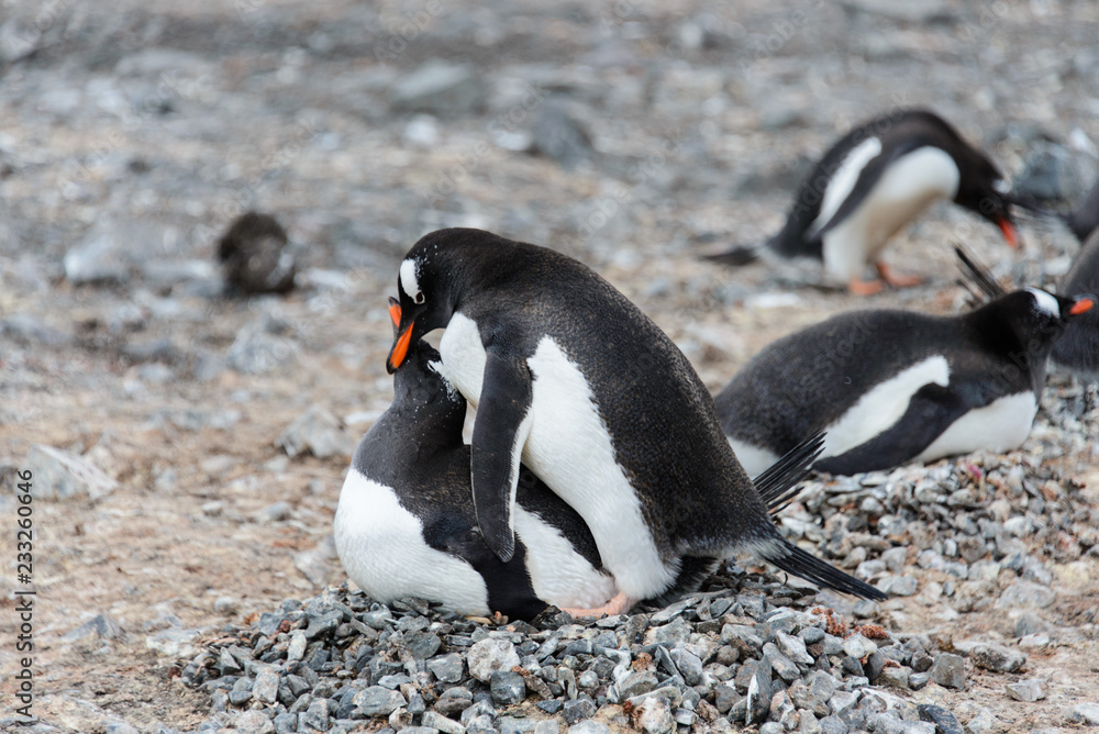 Naklejka premium Two gentoo penguins have sex