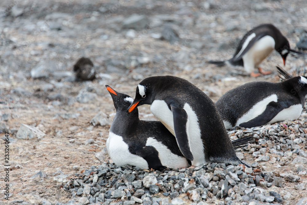 Naklejka premium Two gentoo penguins have sex