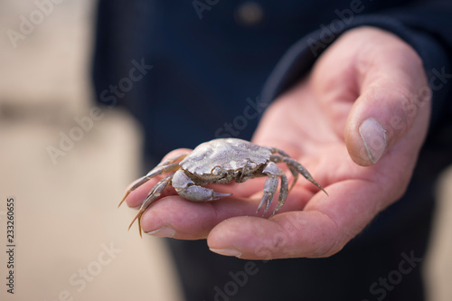 Crabe sur une plage du Cap-Ferret.
