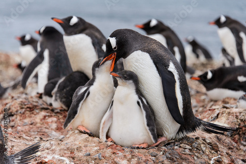 Gentoo penguin feeds chick in nest
