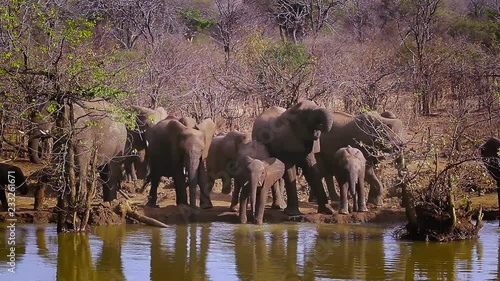 African bush elephant in Kruger National park, South Africa ; Specie loxondonta african family of elephantidae photo