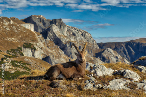 Alpine ibex, Styria, Austria