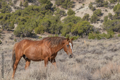 Beautiful Wild Horse in the Colorado High Desert