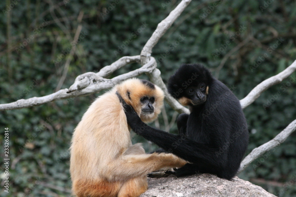 Gibbons kuschelnd schwarz weiß