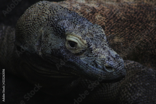 Фотография Komodo Dragon Varanus komodoensis . amazing venomous lizard