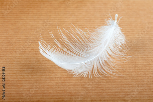 white feather on yellow background