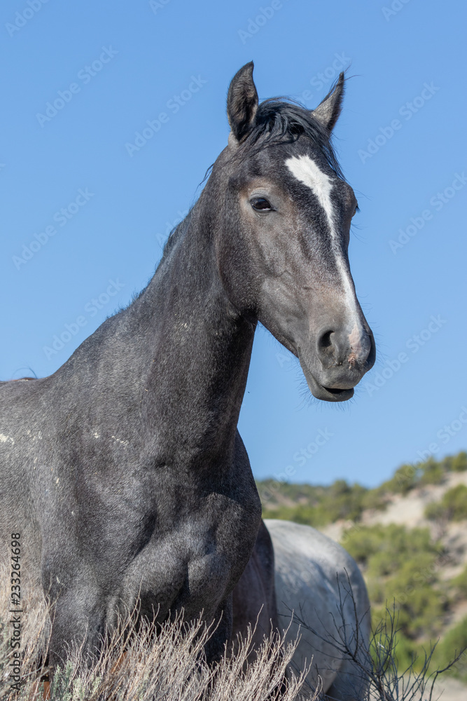 Fototapeta premium Wild Horse in the Colorado High Desert in Summer
