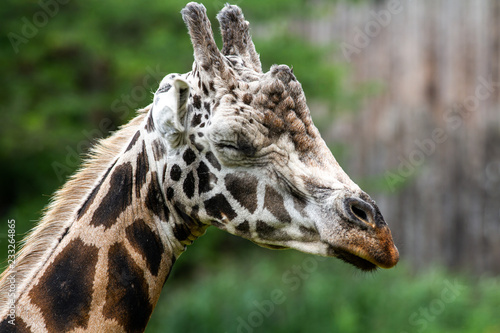 Giraffe 3