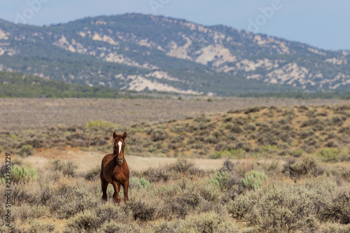 Wild Horse in the Colorado High Desert in Summer © natureguy