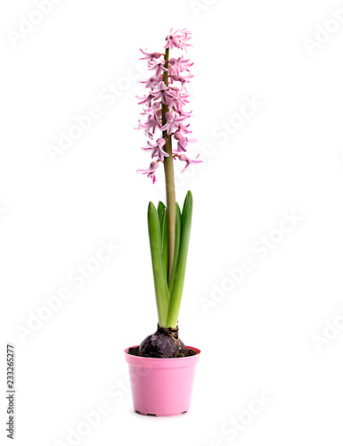 Hyacinth isolated on white background