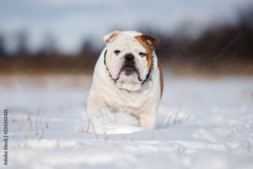 english bulldog walking outdoors in winter