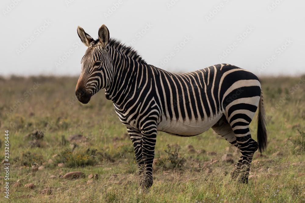 Naklejka premium One mountain zebra in the Mountain Zebra national Park in South Africa